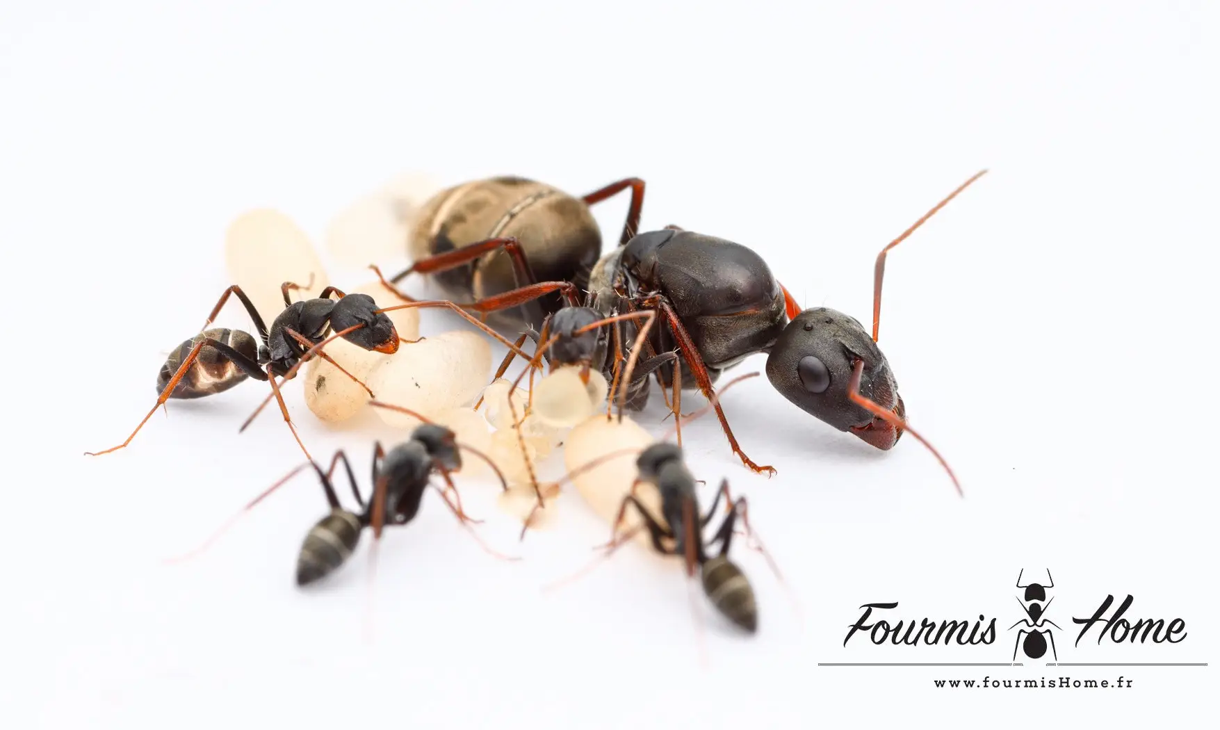 Camponotus cinctellus