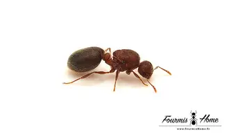 Meranoplus bicolor