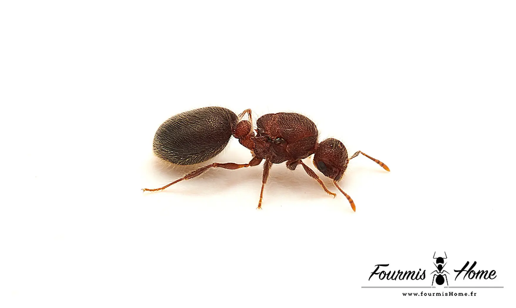 Meranoplus bicolor