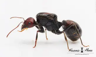 Messor cephalotes