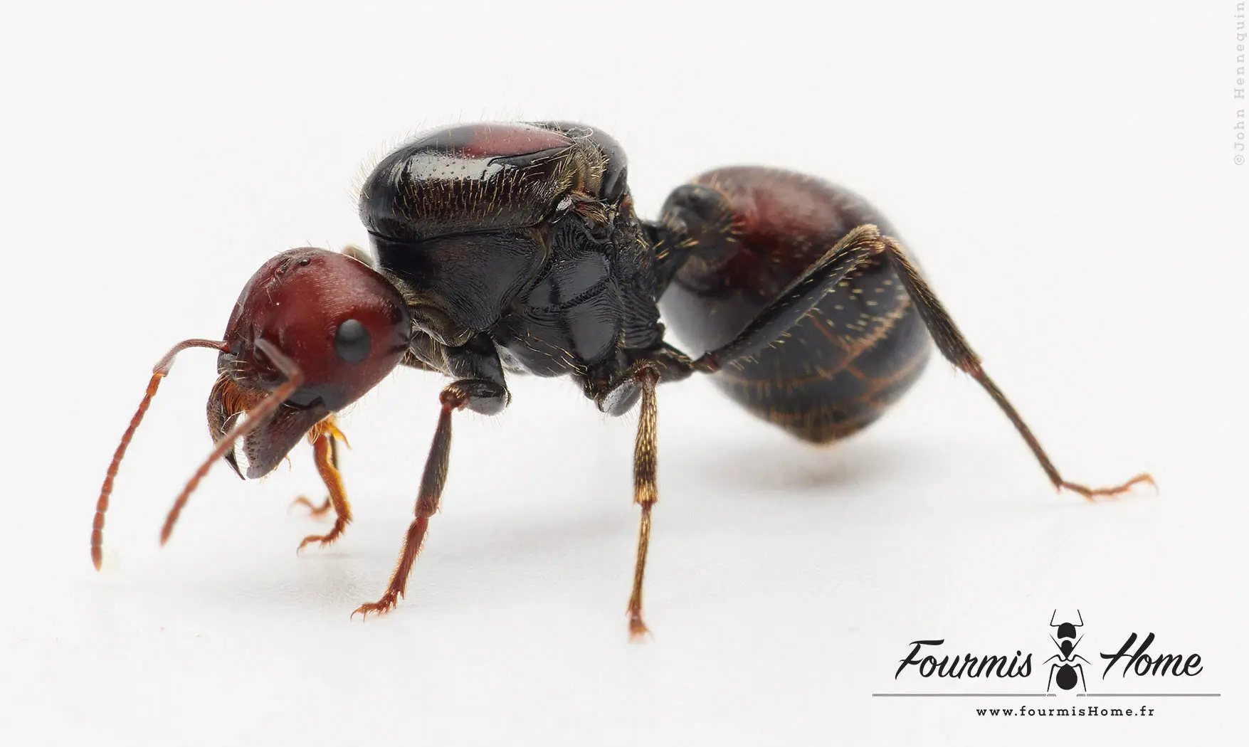 Messor cephalotes