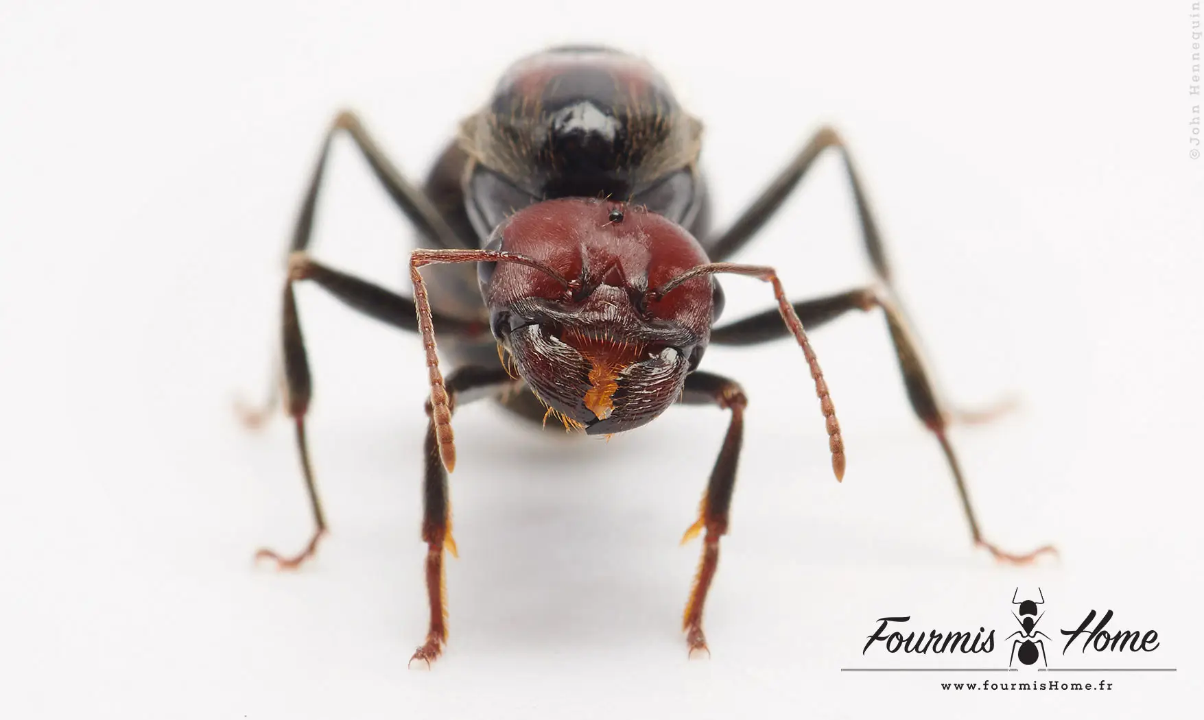Messor cephalotes