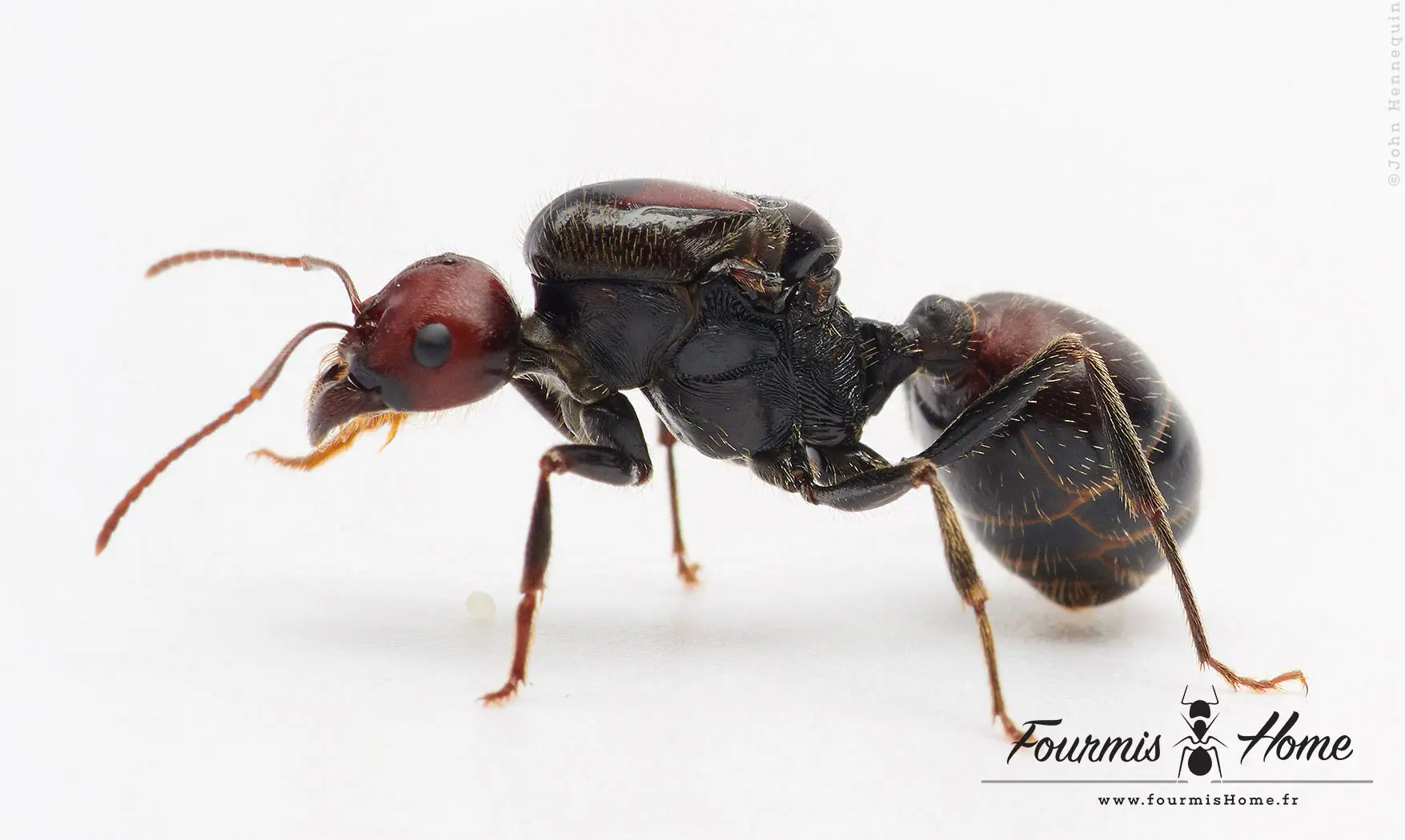 Messor cephalotes