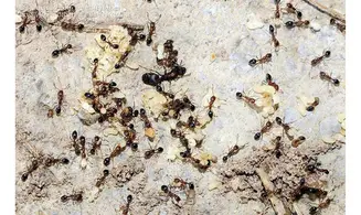 Monomorium subopacum