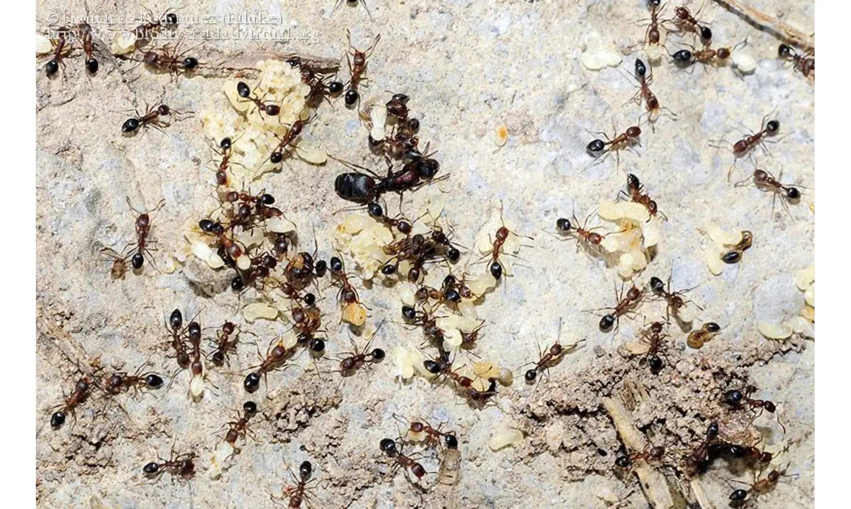 Monomorium subopacum