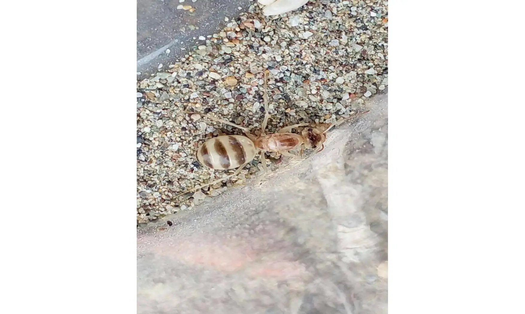 Cataglyphis pallida