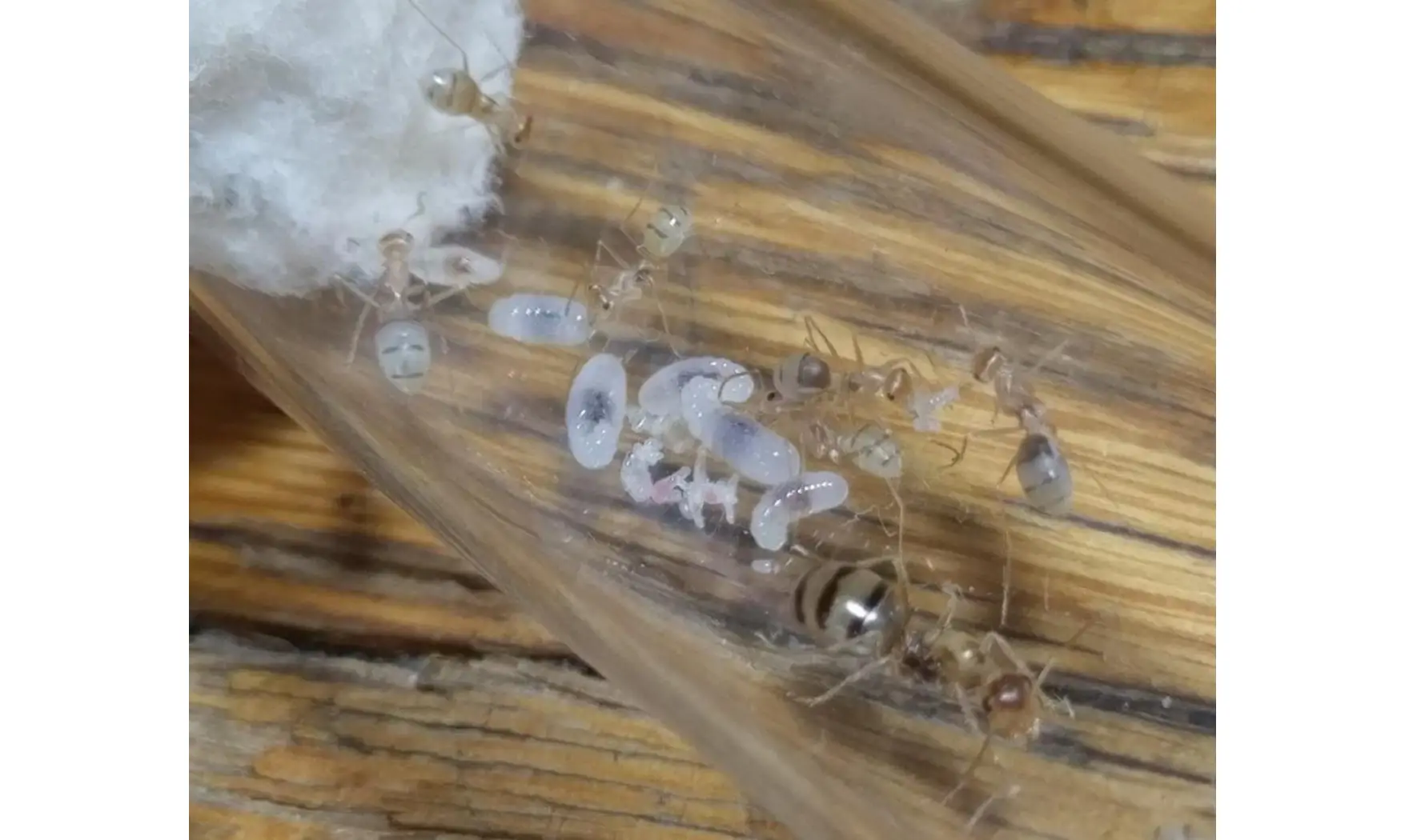 Cataglyphis pallida