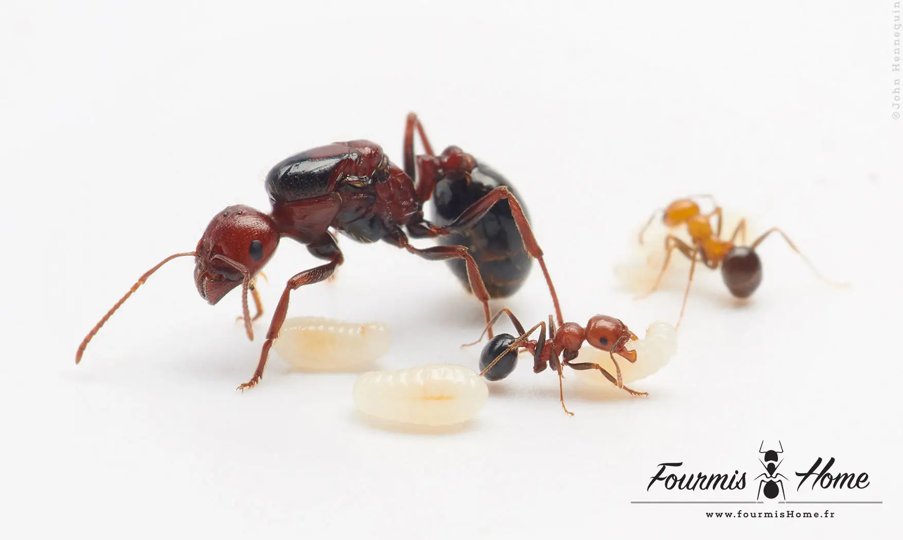 Messor aegyptiacus