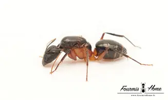 Camponotus arnoldinus