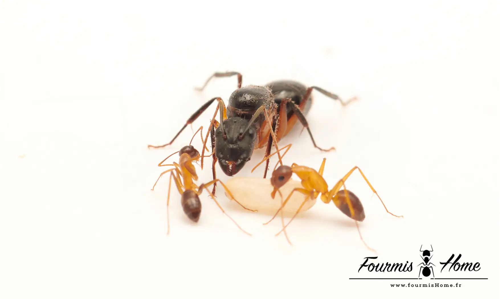 Camponotus arnoldinus