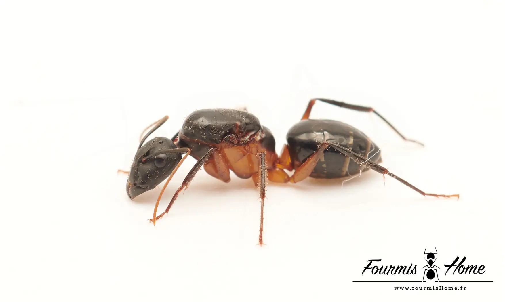 Camponotus arnoldinus