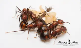 Camponotus nicobarensis