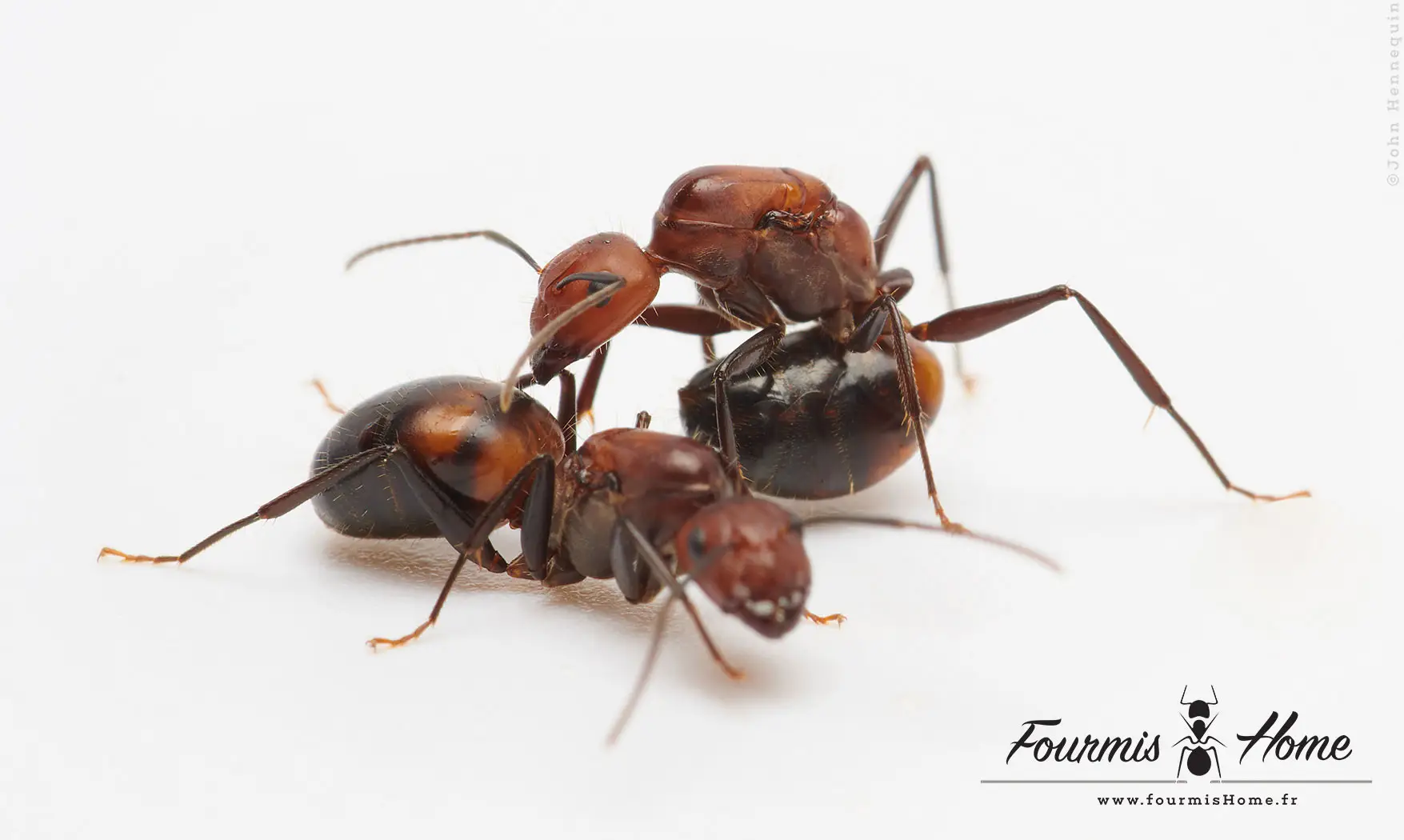 Camponotus nicobarensis