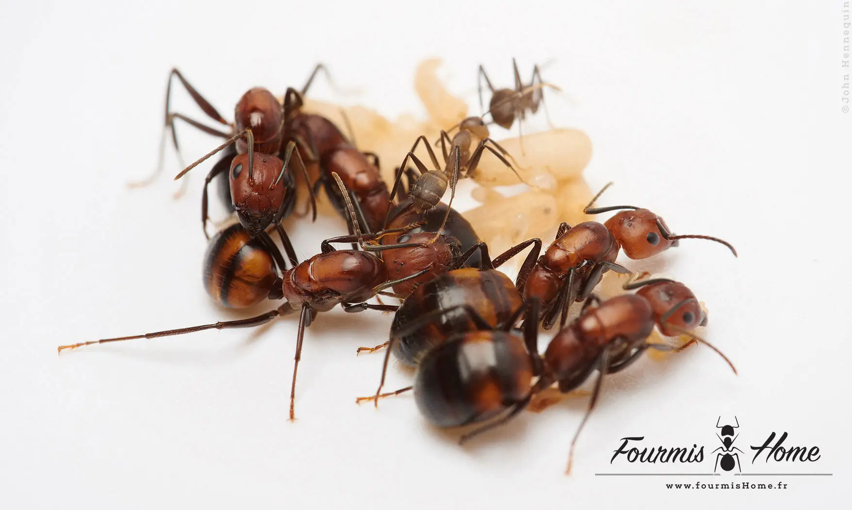 Camponotus nicobarensis