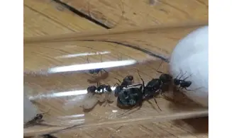 Camponotus grandidieri