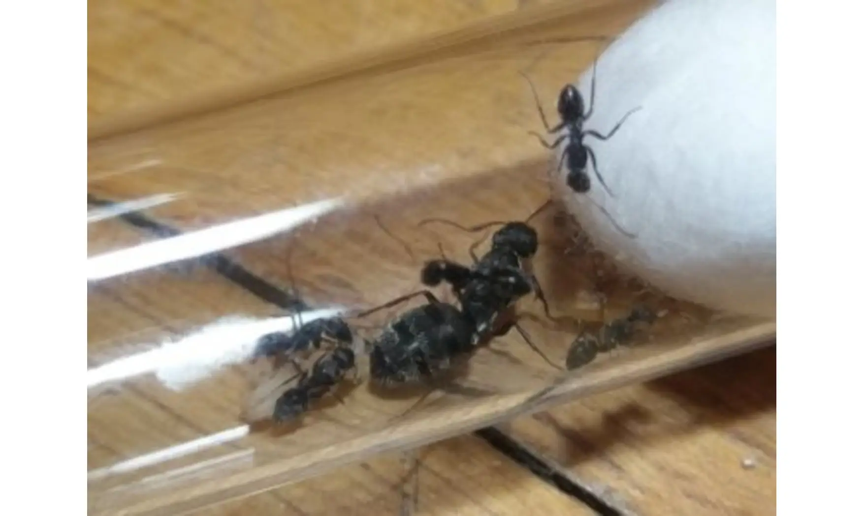 Camponotus grandidieri