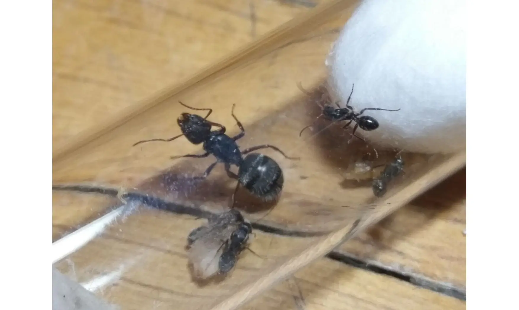 Camponotus grandidieri