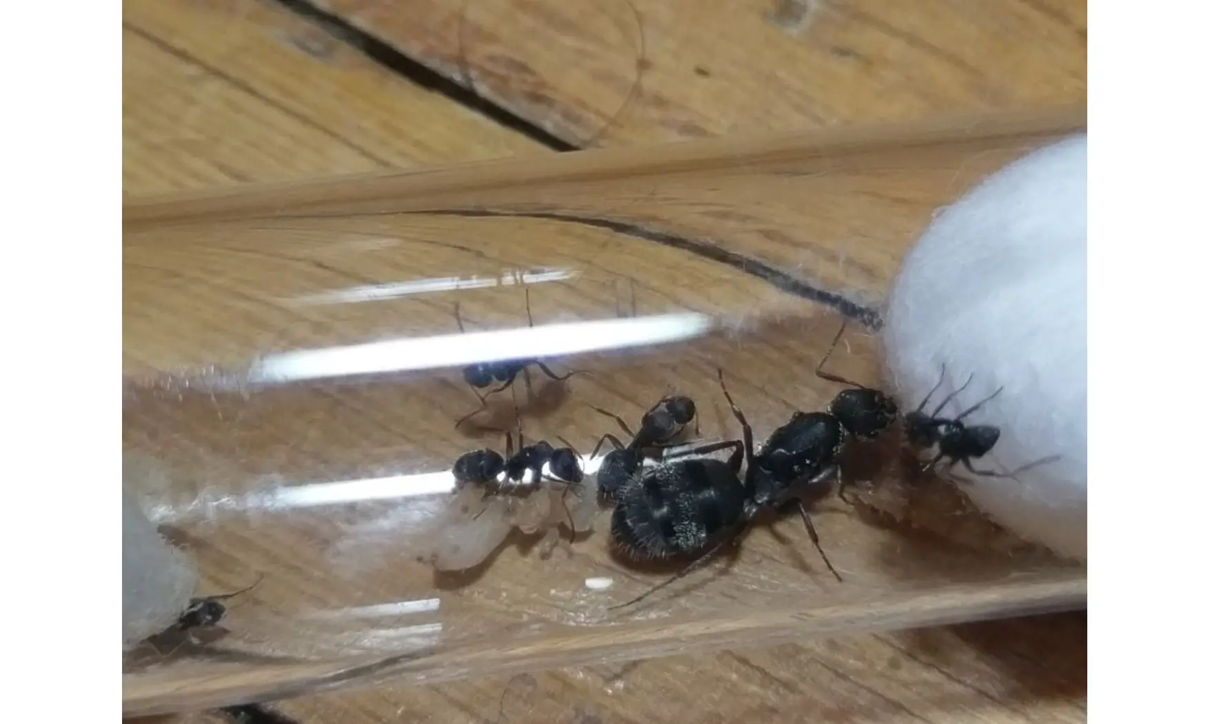 Camponotus grandidieri