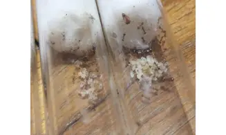 Pheidole sp Madagascar
