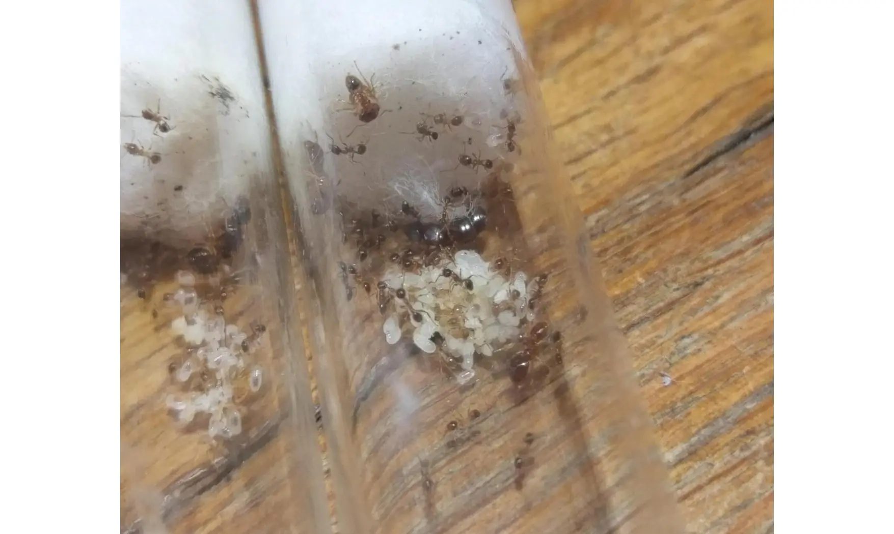 Pheidole sp Madagascar