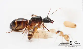 Camponotus sanctus