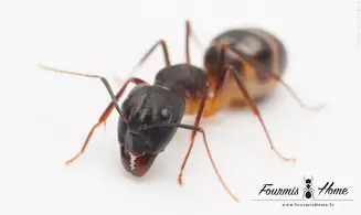 Camponotus sanctus