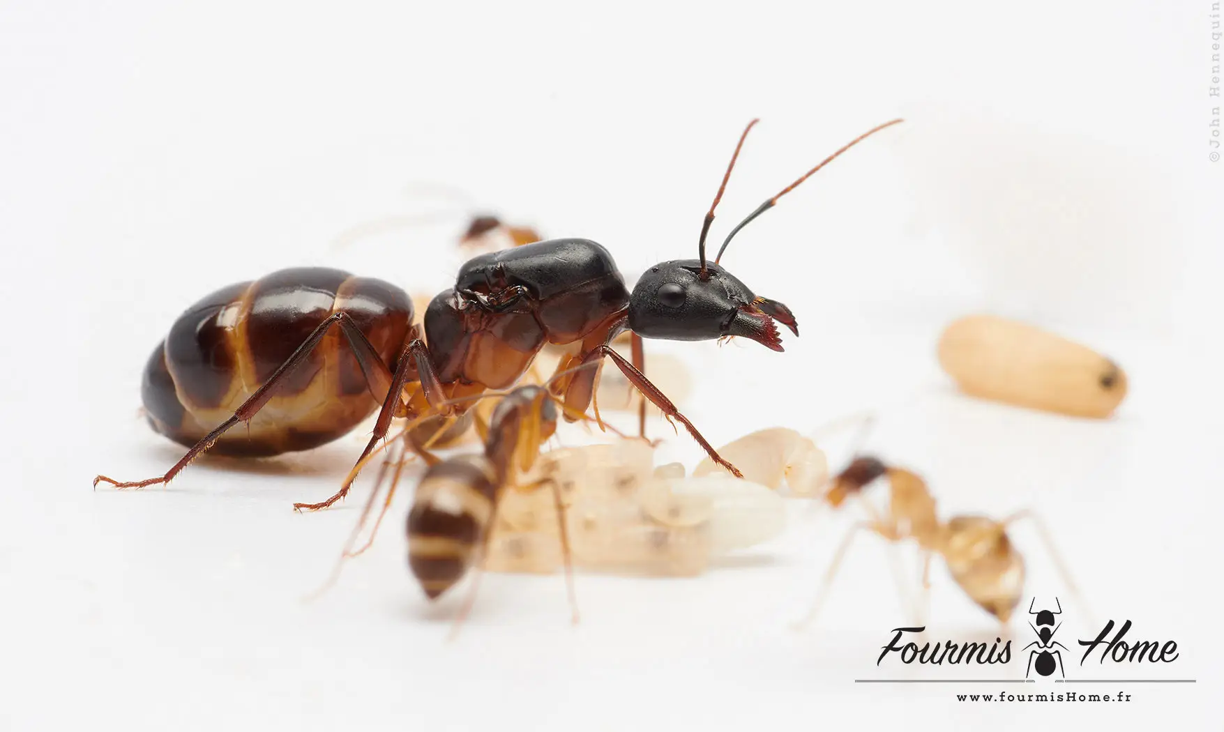 Camponotus sanctus