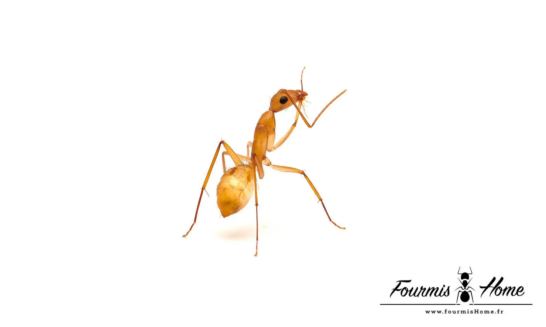 Camponotus maculatus