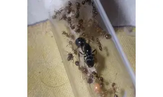 Messor tartaricus