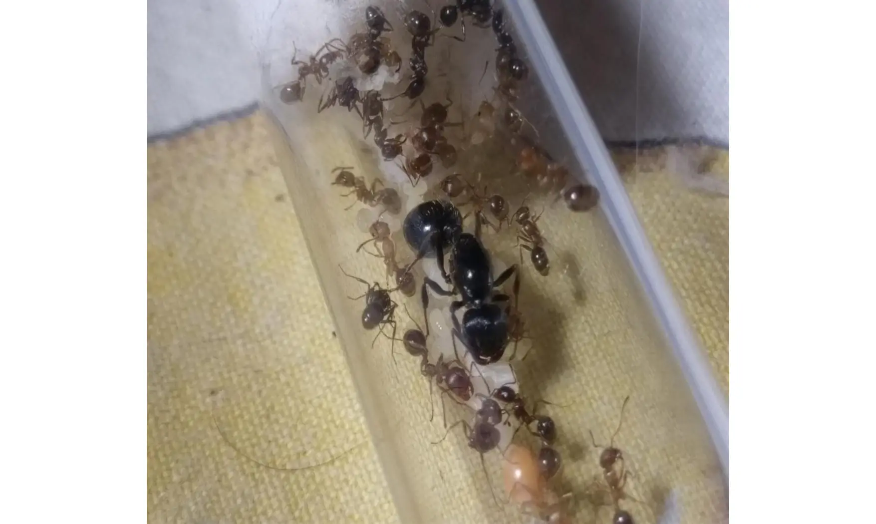 Messor tartaricus