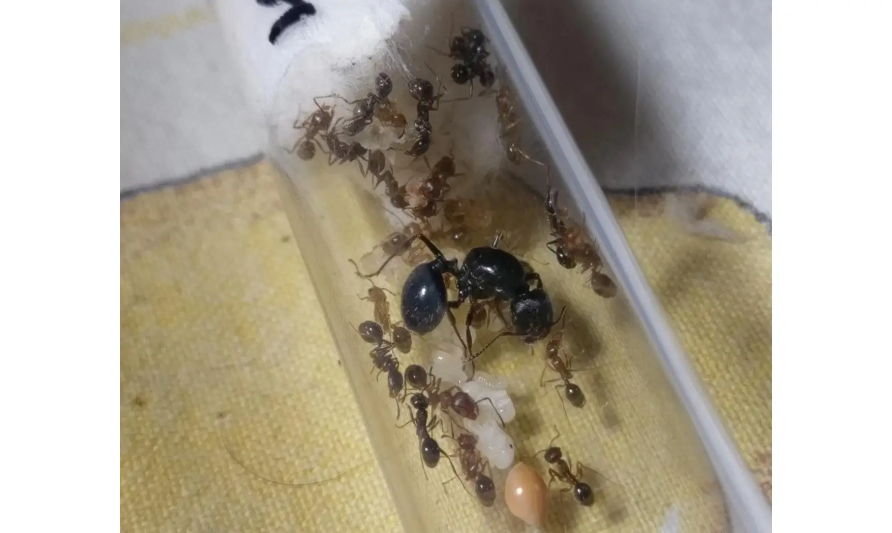 Messor tartaricus