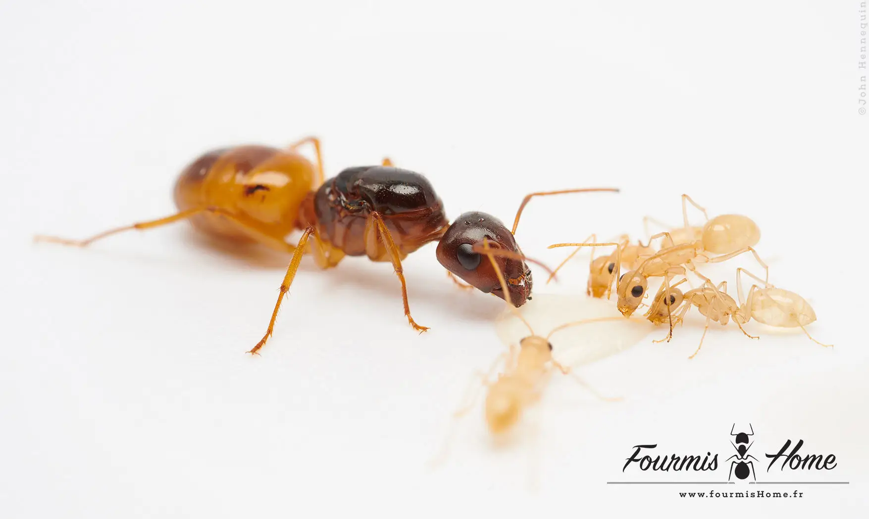 Camponotus fedtschenkoi