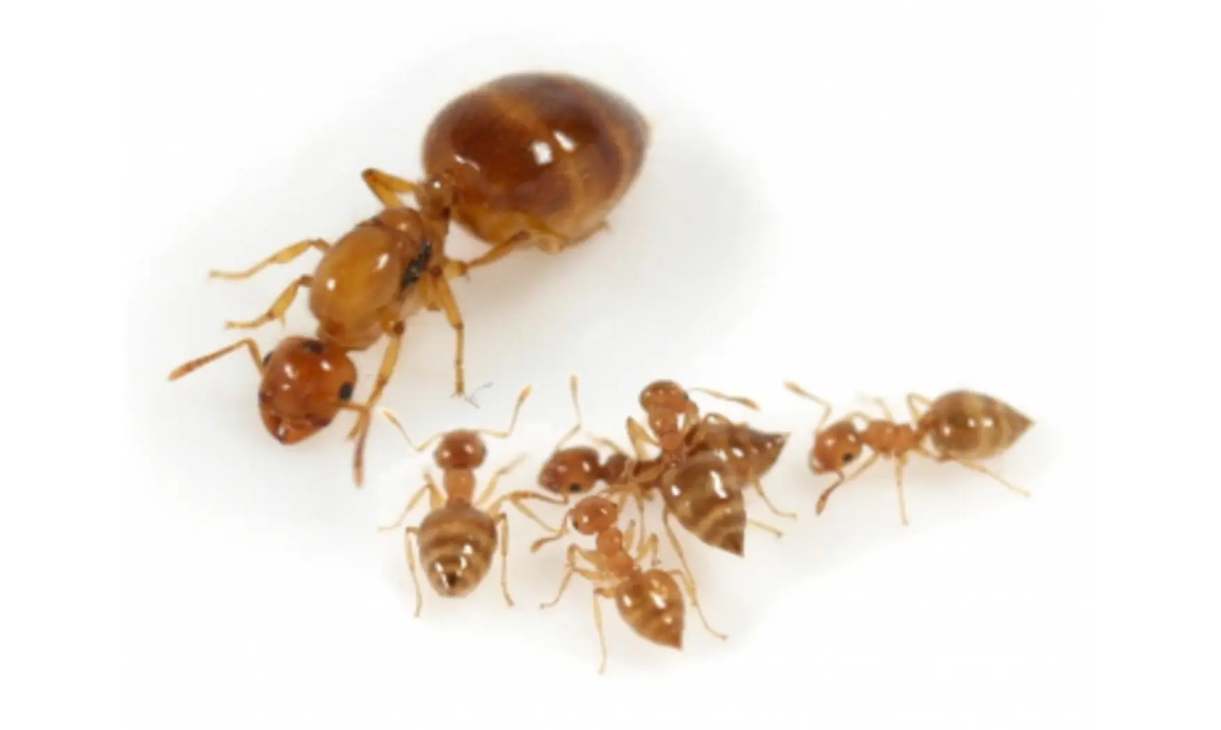 Crematogaster biroi