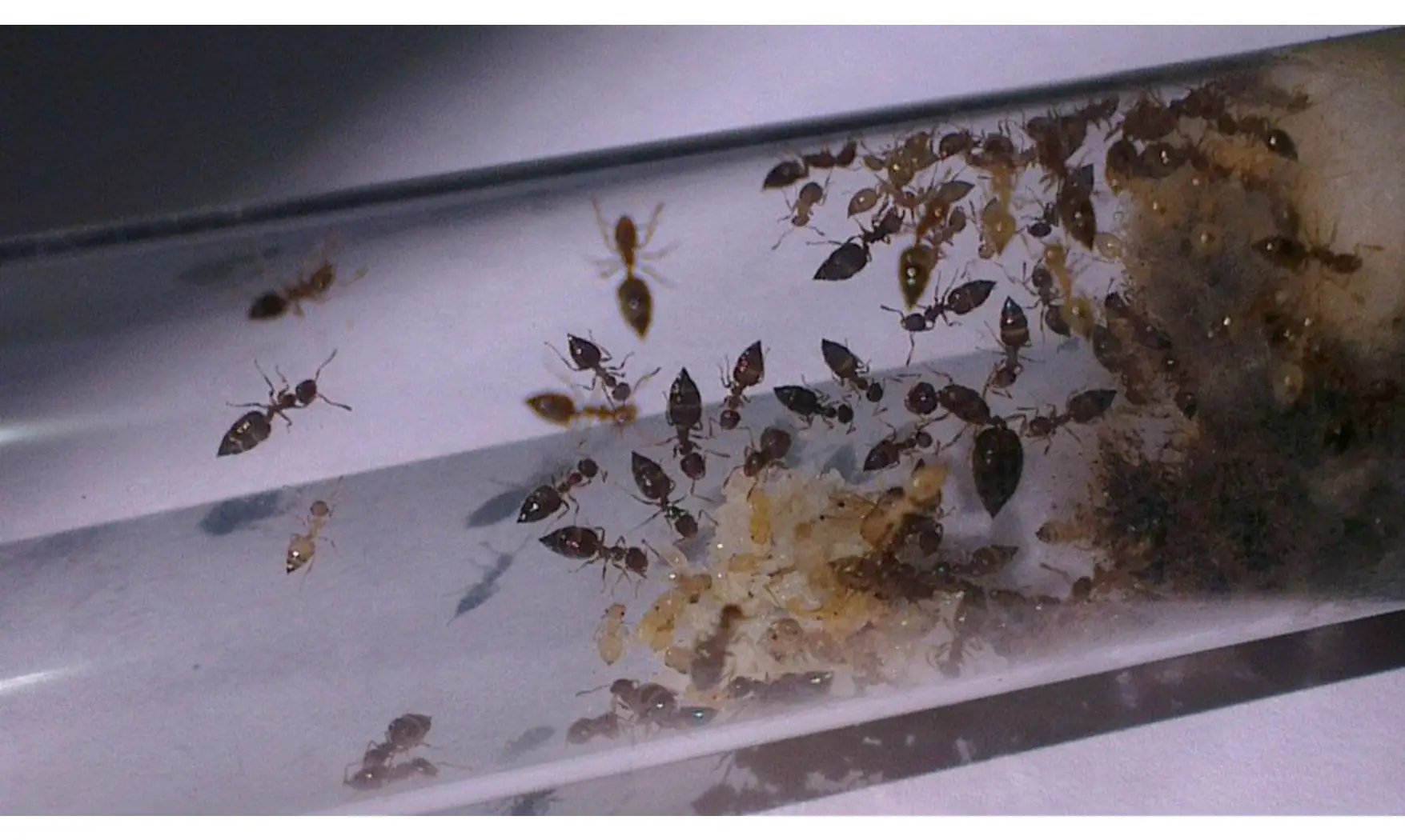 Crematogaster biroi
