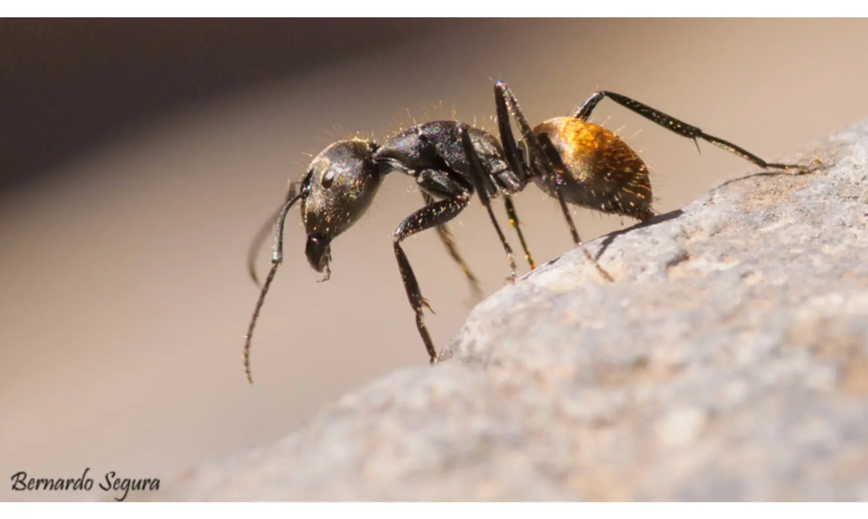 Camponotus chilensis