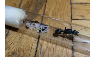 Messor arenarius