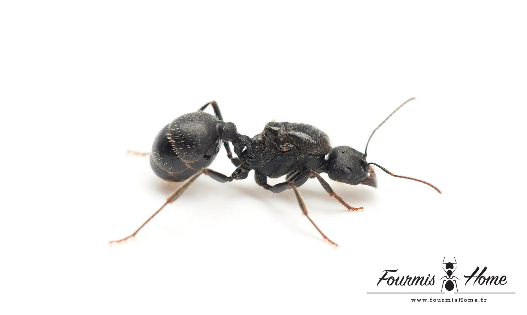 Messor arenarius