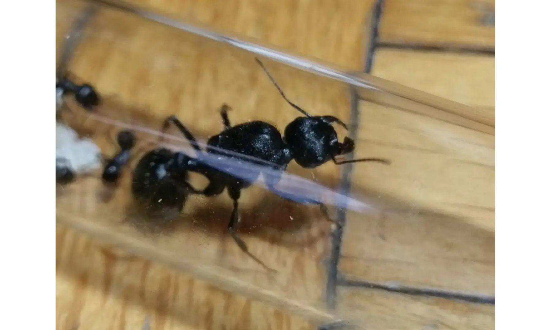 Messor arenarius