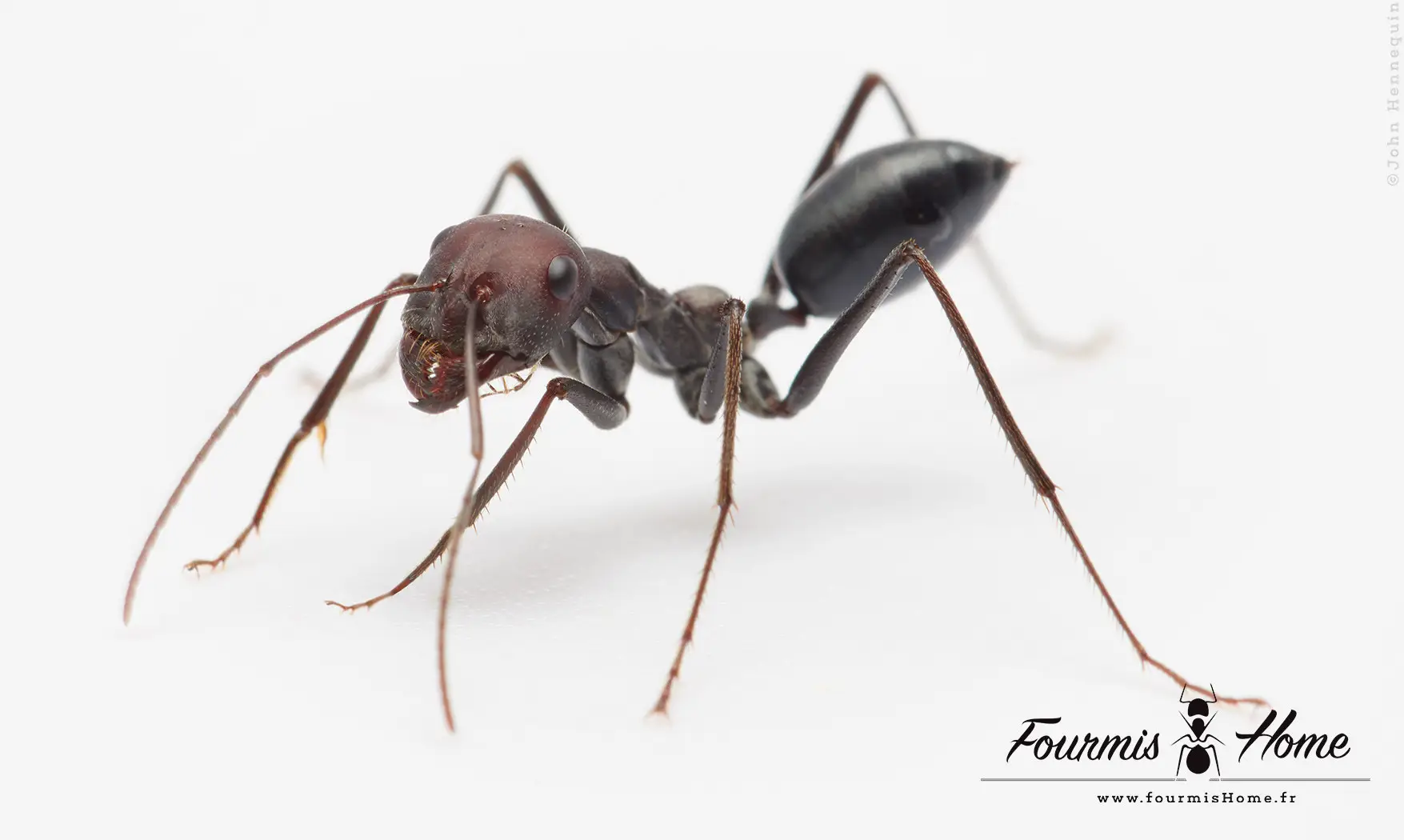 Cataglyphis niger