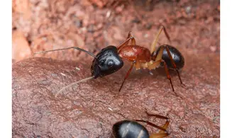Camponotus nigriceps