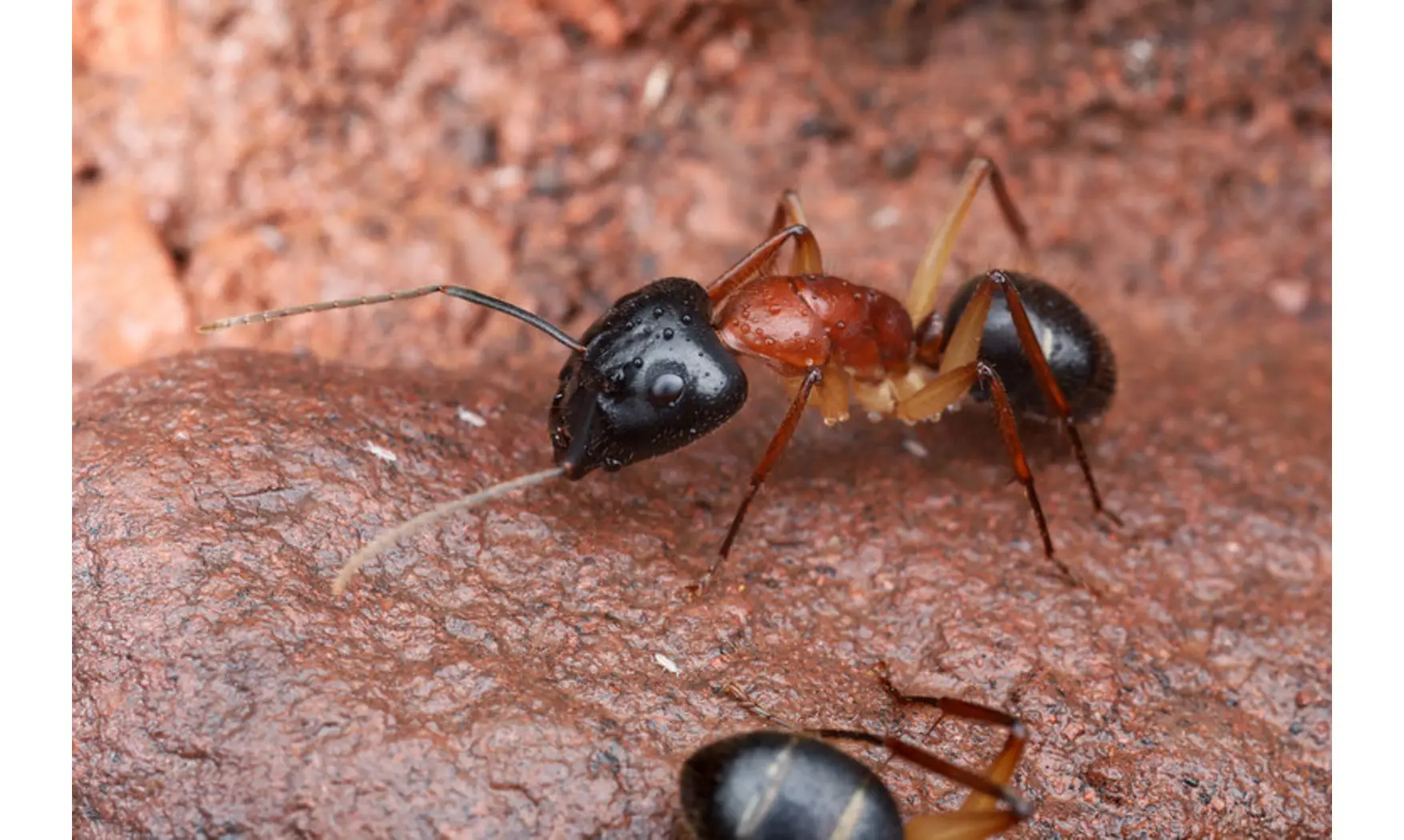 Camponotus nigriceps