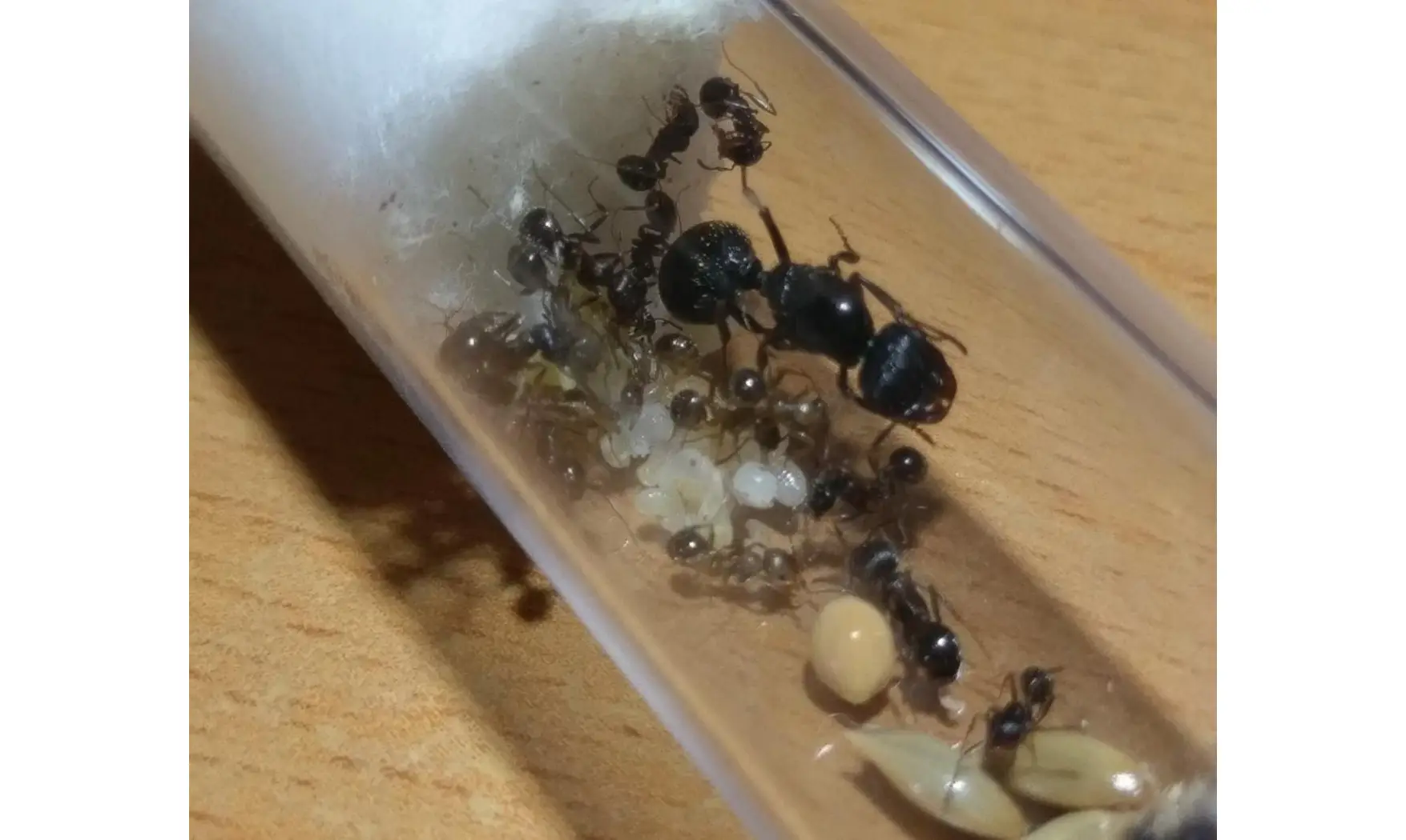 Messor orientalis