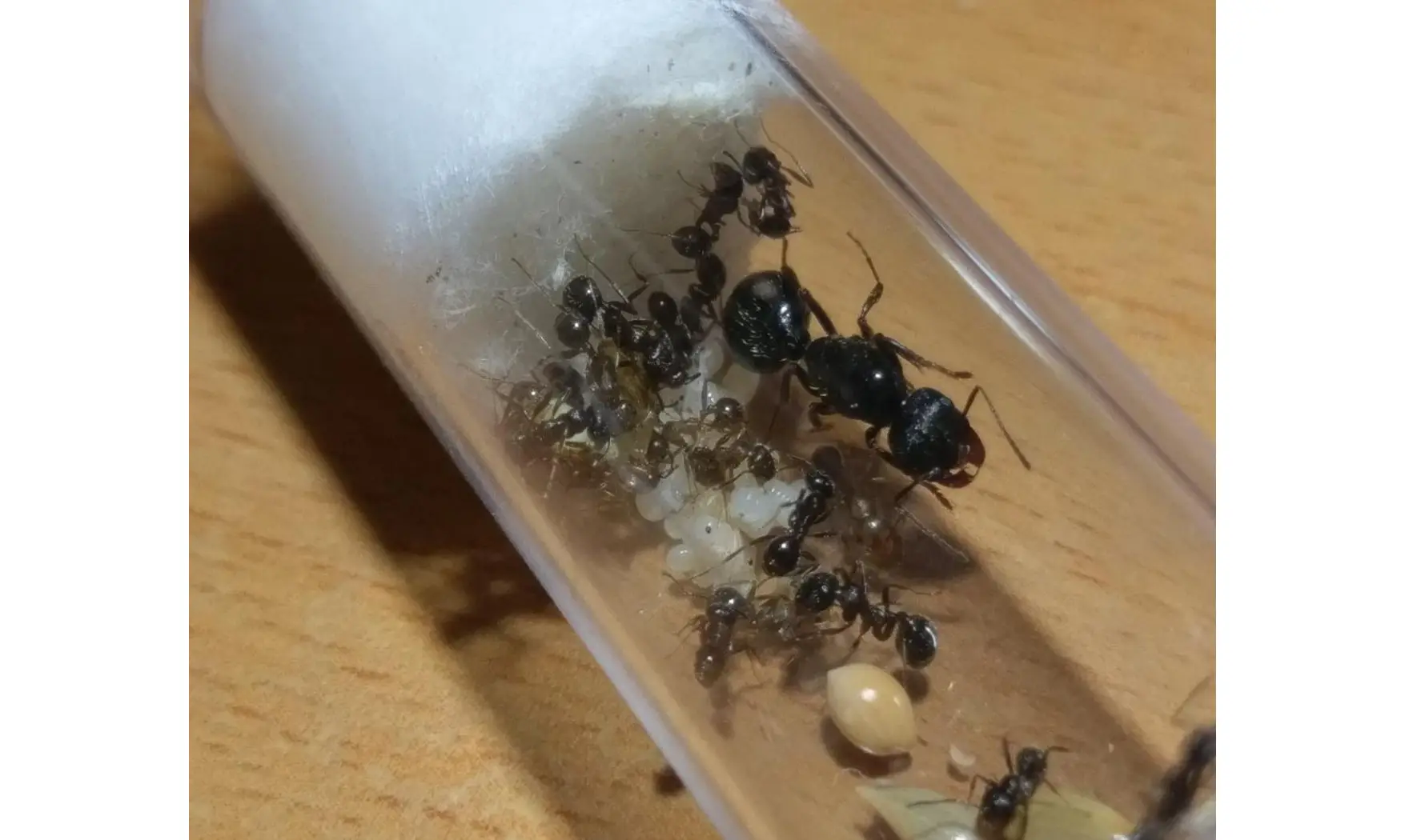 Messor orientalis
