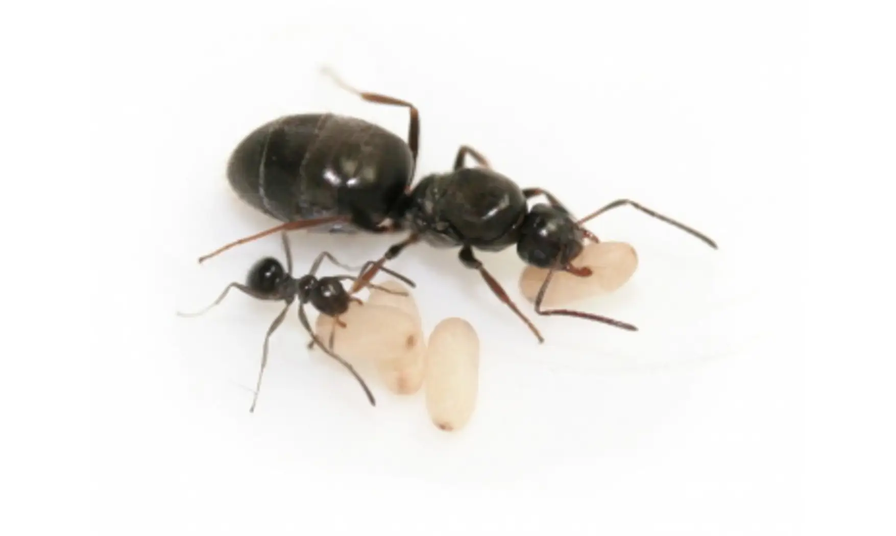 Lepisiota capensis minuta