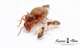 Prenolepis nitens