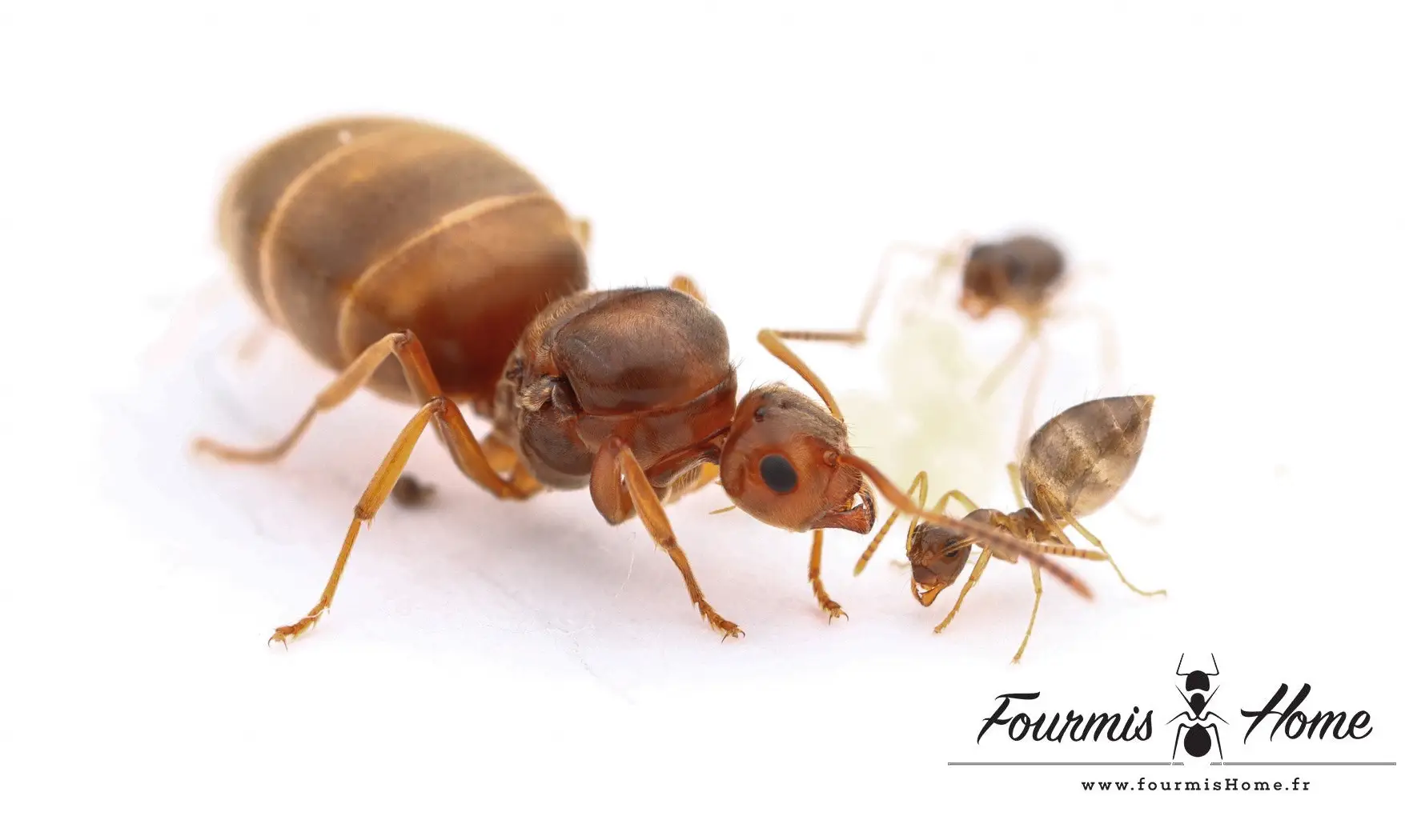 Prenolepis nitens