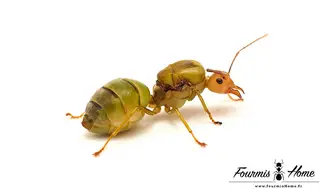 Oecophylla smaragdina