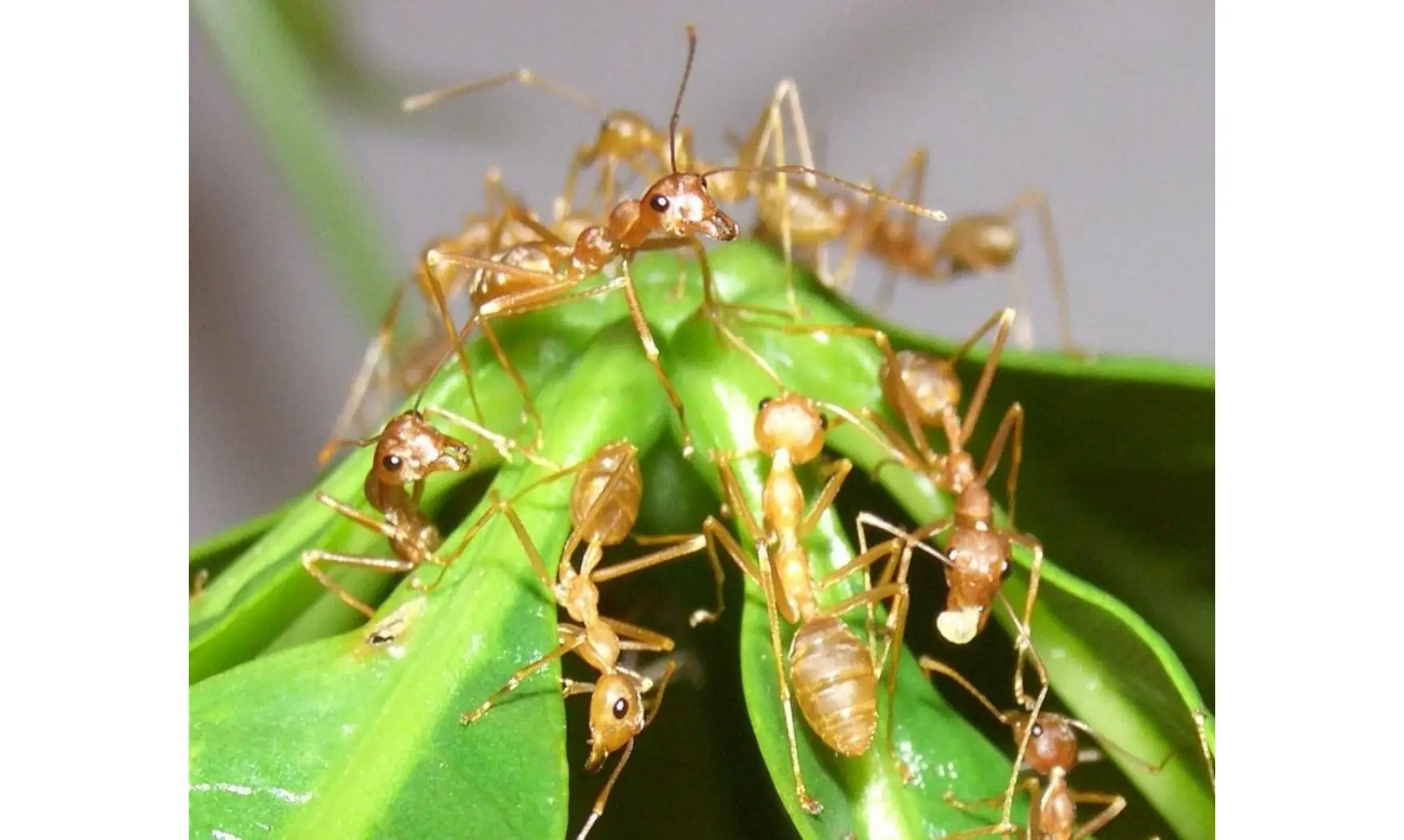 Oecophylla smaragdina