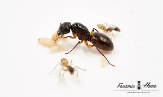 Camponotus rufipes