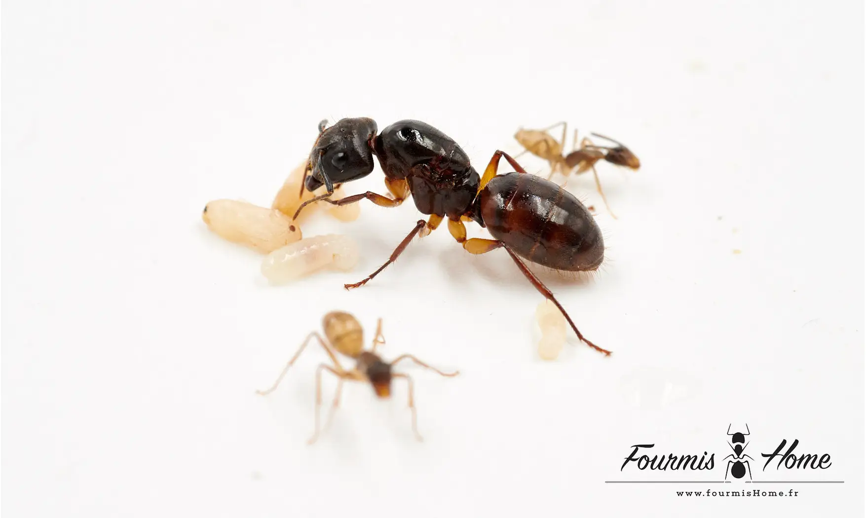 Camponotus rufipes